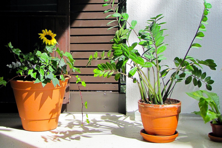 Jardinería. Las plantas resistentes para tu balcón. Foto: Pixabay - pixabay.com Jardinería. Las plantas resistentes para tu balcón. Foto: Pixabay - pixabay.com