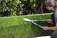 Los setos se usan para delimitar y decorar jardines, patios y terrazas. Y también para dar privacidad a una vivienda o recinto. Foto: Pixabay - pixabay.com