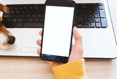 Descubre el motivo de porque tu perro te sigue a todos lados Foto: Shutterstock