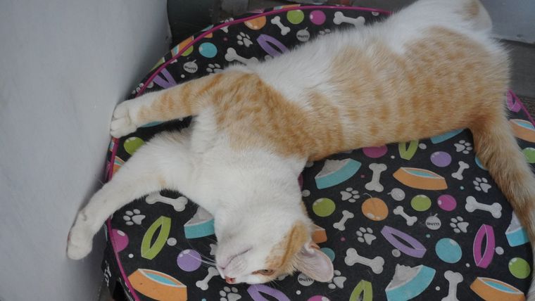 Gatos Estos felinos aman descansar Foto: Rodrigo DAngelo /MDZ