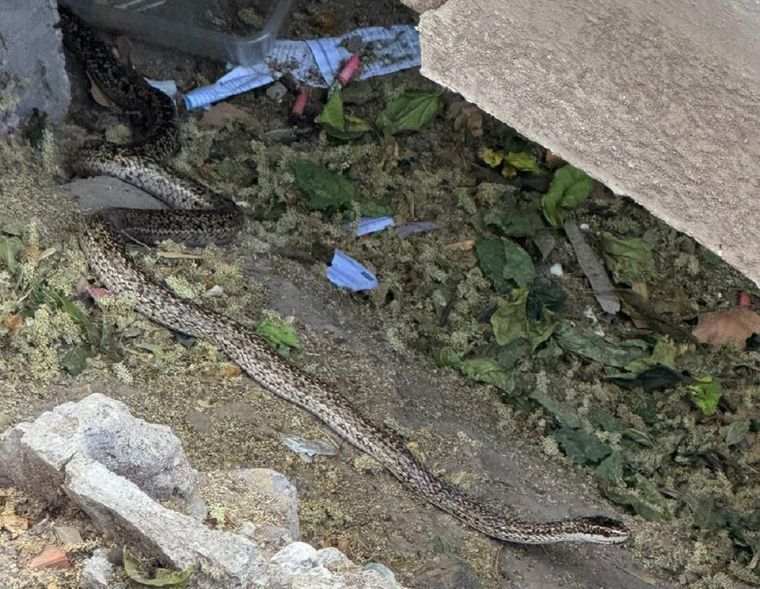 Vecinos del centro de Mendoza reportaron una culebra en el centro de la Ciudad de Mendoza. Aún no fue hallada por las autoridades.