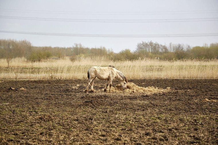 El crecimiento de los animales pastadores llevó a la escasez de alimento y miles de animales hambrientos fueron sacrificados.