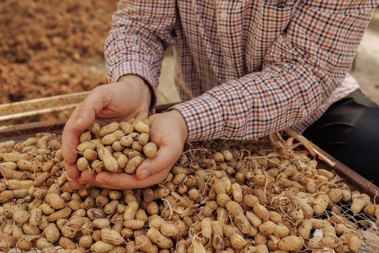 Argentina es el primer exportador de maní del mundo