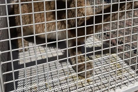 El puma, fue sedado, capturado y liberado en su hábitat natural. Foto: Gendarmería Nacional. Foto: Gendarmería Nacional