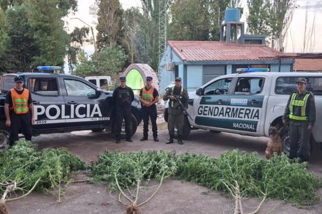 Las plantas de marihuana secuestradas en Guaymallén. Las plantas de marihuana secuestradas en Guaymallén.