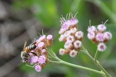 Estas plantas pueden atraer abejas al jardín en verano.