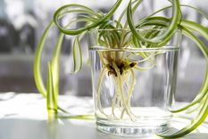 JARDÍN HAY PLANTAS QUE SE DESARROLLAN MEJOR EN EL AGUA Foto: SHUTTERSTOCK