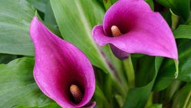La cala se destaca por sus flores elegantes y puede cultivarse tanto en macetas como directamente en el jardín.