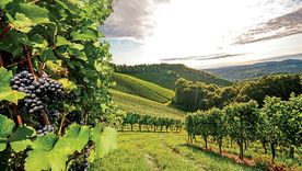 ¡A probar otras cosas!