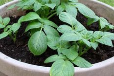 Las plantas tendrán un crecimiento óptimo con esta fórmula secreta Foto: SHUTTERSTOCK