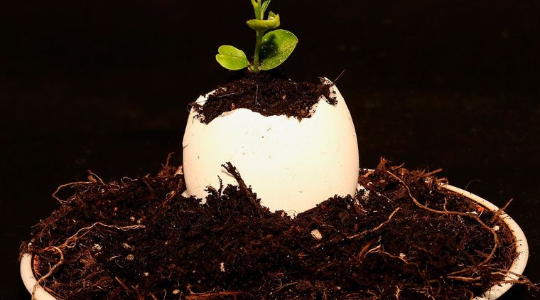 Foto: Pixabay - pixabay.com