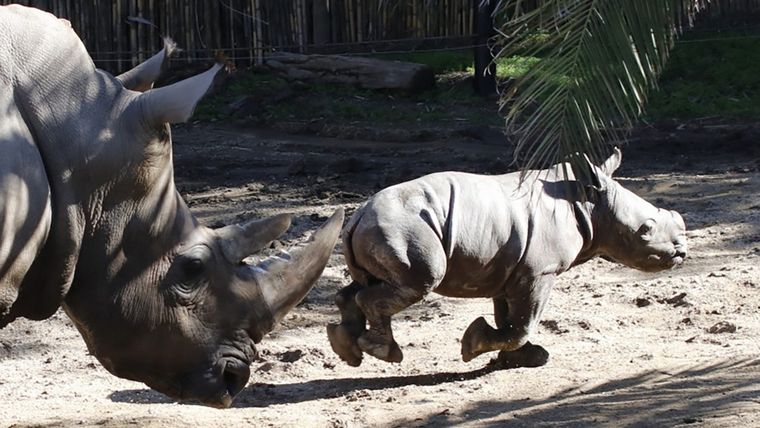 Anastasio, el primer rinoceronte blanco nacido en Latinoamérica. Foto: Buin Zoo.