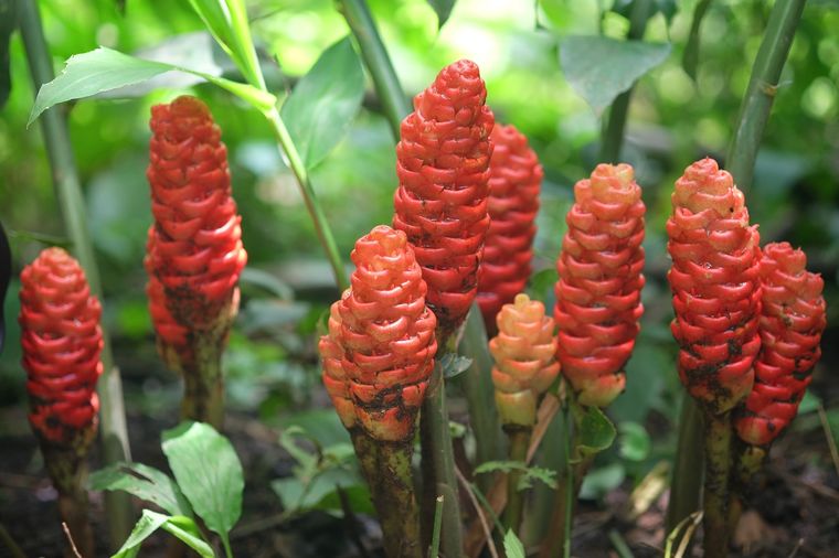 Zingiber zerumbet es el nombre científico de esta llamativa planta Foto: Shutterstock