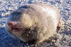 Encontraron a un pequeño animal que se creía extinto. Foto: Ifl.