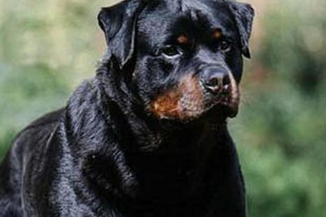 El instinto protector de estas razas de perros las convierte en el mejor escudo para el hogar. Foto: Archivo El instinto protector de estas razas de perros las convierte en el mejor escudo para el hogar. Foto: Archivo