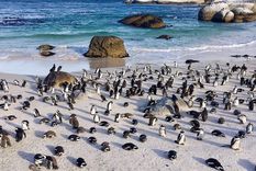 En Ciudad del Cabo se puede visitar a los pingüinos Foto: aubergine_man/Tripadvisor