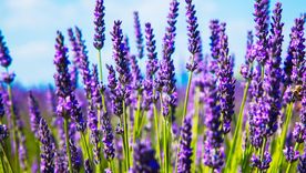 La lavanda es una de las plantas del amor Foto: Shutterstock La lavanda es una de las plantas del amor Foto: Shutterstock