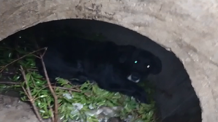 El perro que salvaron operarios de OSSE Foto: Captura de pantalla