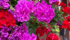 Geranio, tiene flores todo el año. Foto: SHUTTERSTOCK