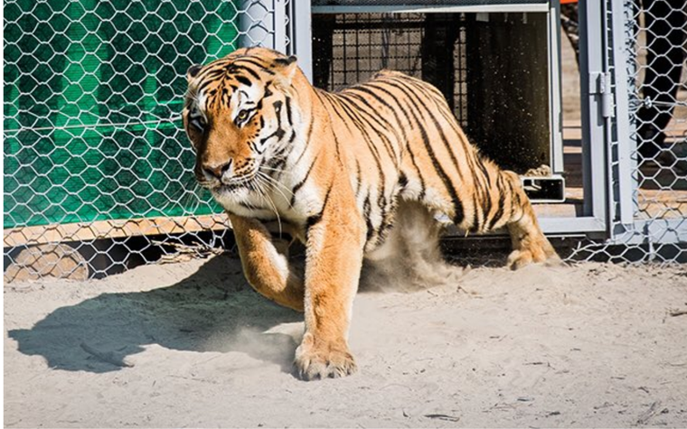 El tigre siberiano es el felino más grande del mundo y puede medir entre 1,5 y 2,9 metros y pesar entre 90 y 300 kilos. Foto: X