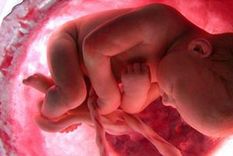 la vida humana comenzara con el embrion de probeta