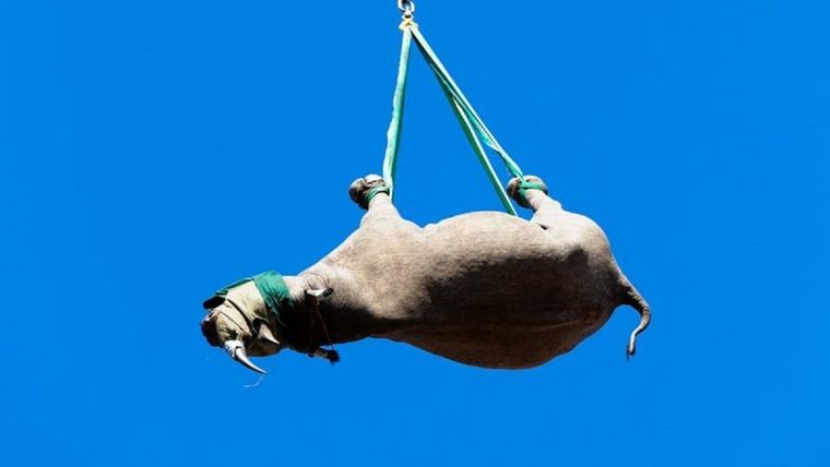 Los científicos de la Universidad de Cornell querían saber si la salud de los animales podría verse comprometida cuando cuelgan de sus patas debajo de un helicóptero. Foto: GETTY IMAGES Pie de foto,