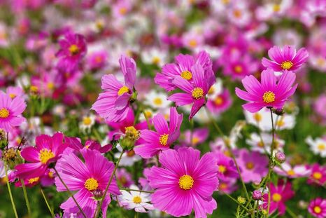 Es una planta que no puede faltar en el jardín Foto: Shutterstock Es una planta que no puede faltar en el jardín Foto: Shutterstock