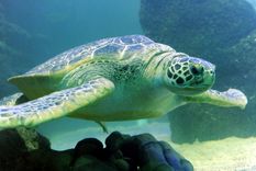 Las tortugas marinas sufren el impacto de la contaminación ambiental. Foto: Efe.