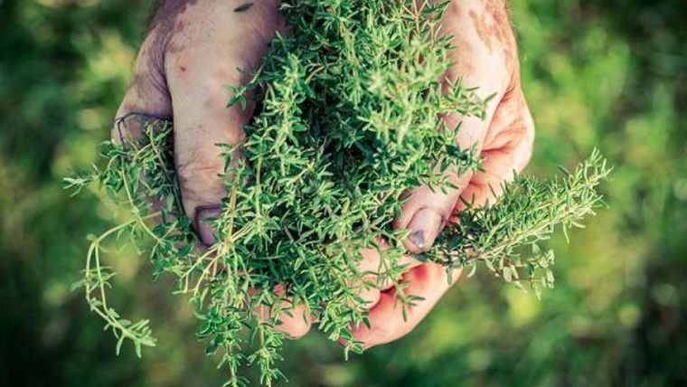 Tan beneficioso como el tomillo.