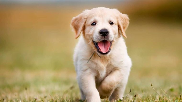 Los golden retrievers son mascotas muy inteligentes y cariñosas. Foto: Soluciones y mediaciones (solucionesymediaciones.es) Los golden retrievers son mascotas muy inteligentes y cariñosas. Foto: Soluciones y mediaciones (solucionesymediaciones.es)