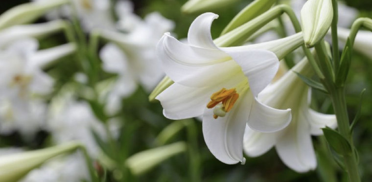 El consumo de plantas tóxicas pueden llegar a ser letales para nuestros peludos Foto: Shutterstock
