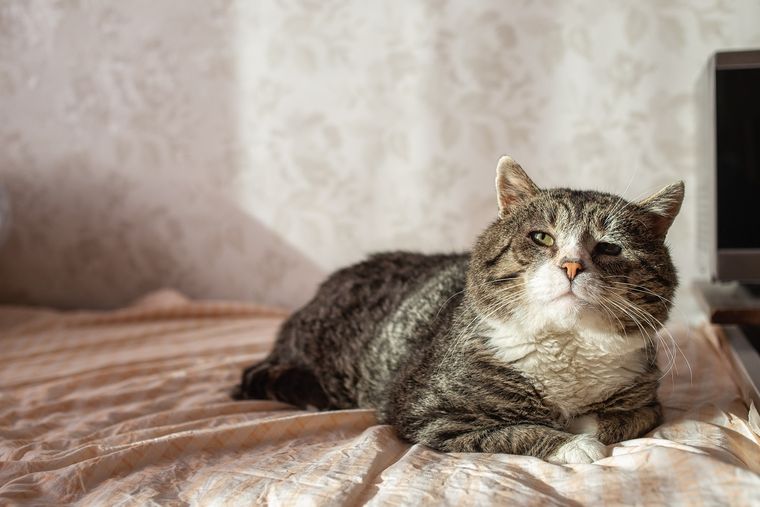 Los gatos suelen desprender más pelo con los cambios de temporada Foto: SHUTTERSTOCK