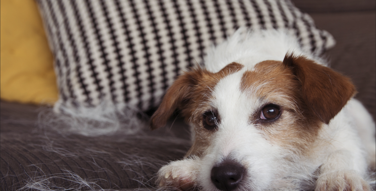 Los perros se comunican entre ellos a través de diferentes acciones Foto: Shutterstock