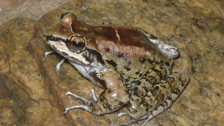 Una rana macho de la especie Thoropa taophora.