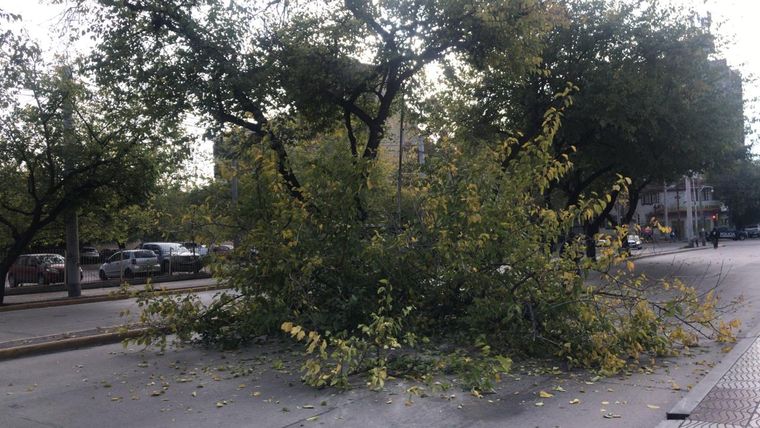 El árbol cayó a la calle luego de que un camión se llevara por delante una de sus ramas Foto: Gentileza