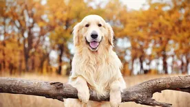 La Ola Dorada llega a Palermo: más de 2.500 golden retrievers irán por un récord mundial