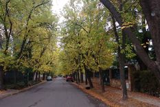 Los árboles de Mendoza han sufrido de una retracción en la última década. Para tener un árbol vital se necesita al menos de dos a tres décadas. Foto: Gentileza