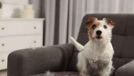 Una bienvenida exagerada puede ser una señal de ansiedad por separación en algunos perros. Una bienvenida exagerada puede ser una señal de ansiedad por separación en algunos perros.