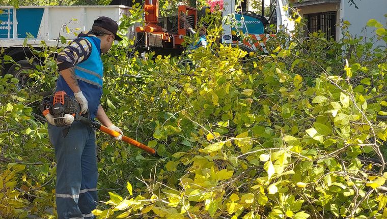 Los municipios tendrán el control sobre el arbolado público de su territorio. Los municipios tendrán el control sobre el arbolado público de su territorio.
