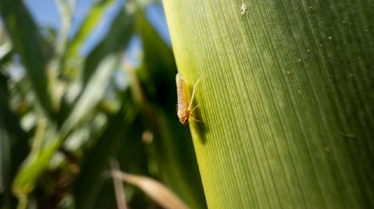 Investigadores detectaron la presencia de la chicharrita africana en Argentina. Foto: GSFE