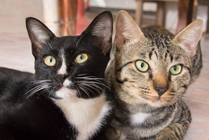 La compañía entre gatos puede mejorar su bienestar diario. Foto: Archivo