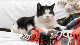 Amasar es un comportamiento común en los gatos domésticos. Foto: Shutterstock