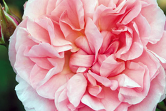 Strawberry Hill, una variedad de rosas trepadoras que crece hasta 3 metros de altura. Foto: eu.davidaustinroses.com