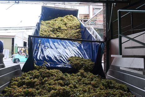 La Justicia le dio la razón a los viñateros y, por el momento, el CIU seguirá siendo obligatorio para la vitivinicultura. La Justicia le dio la razón a los viñateros y, por el momento, el CIU seguirá siendo obligatorio para la vitivinicultura.