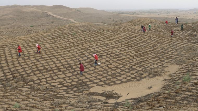 Trabajadores chinos siembran las semillas en las rejillas de heno para evitar que sean llevadas por el viento en el borde del desierto de Maowusu, julio de 2014.