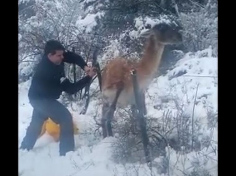 El guardaparques a punto de liberar al guanaco en la Reserva de Villavicencio