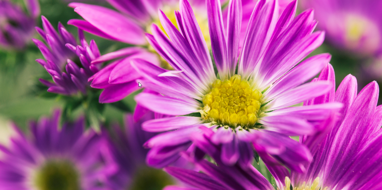 Al necesitar poco riego, esta flor es perfecta para quienes buscan un jardín de bajo mantenimiento. Foto: Freepik Al necesitar poco riego, esta flor es perfecta para quienes buscan un jardín de bajo mantenimiento. Foto: Freepik