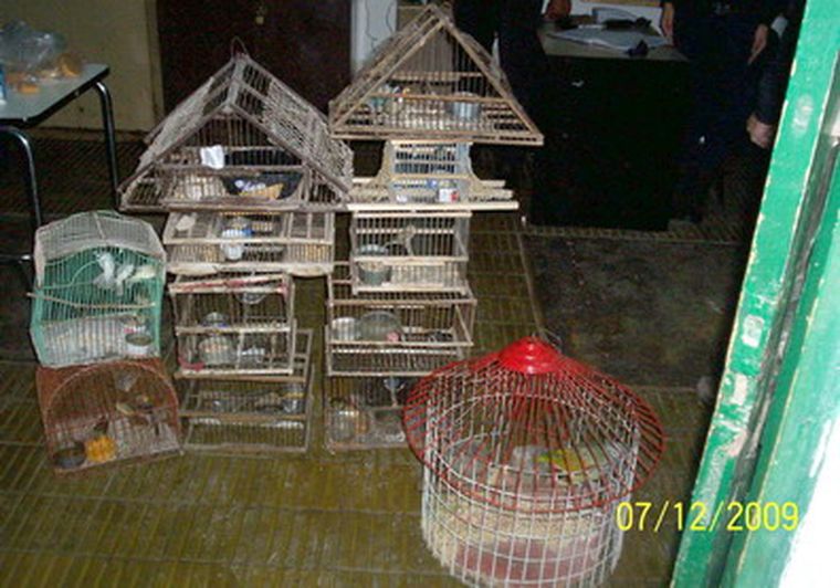 Las aves secuestradas estaban en estas jaulas. Foto: Policía Rural