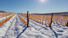 Foto: Bodega Otronia