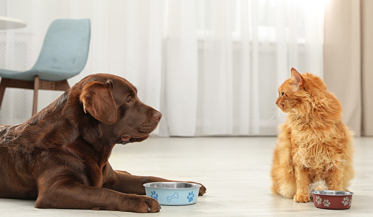 Acá están las mejores recomendaciones para alimentar bien a las mascotas. Foto: Shutterstock